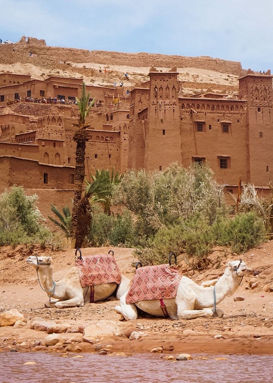 Camels resting in front of the Ait Ben Haddou kasbah