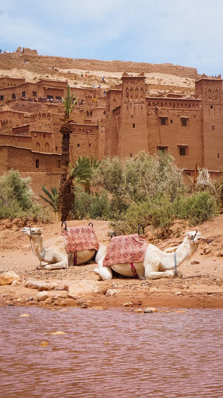 Camellos descansando bajo el ksar de Ait Ben Haddou