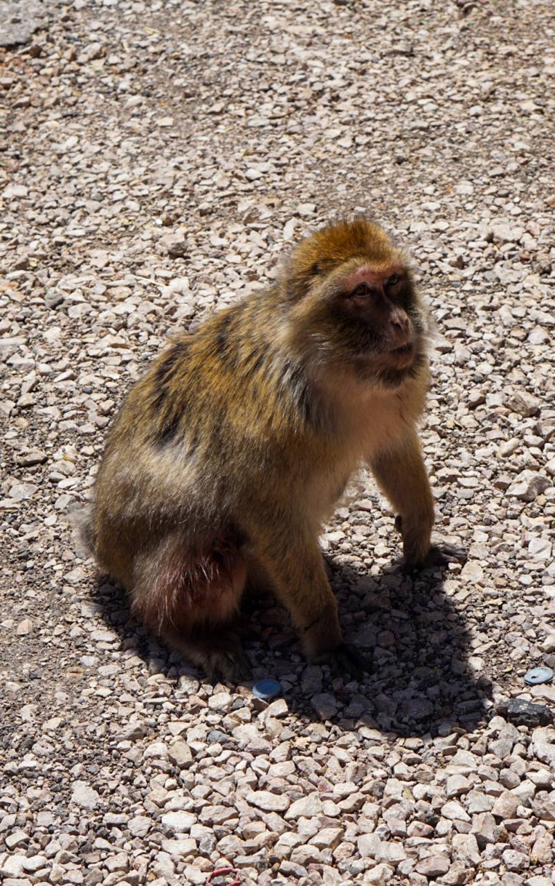 A Barbary macaque in the Azrou cedar forest
