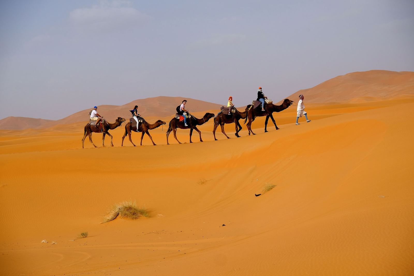 A camel caravan crossing the Erg Chebbi dunes at sunset