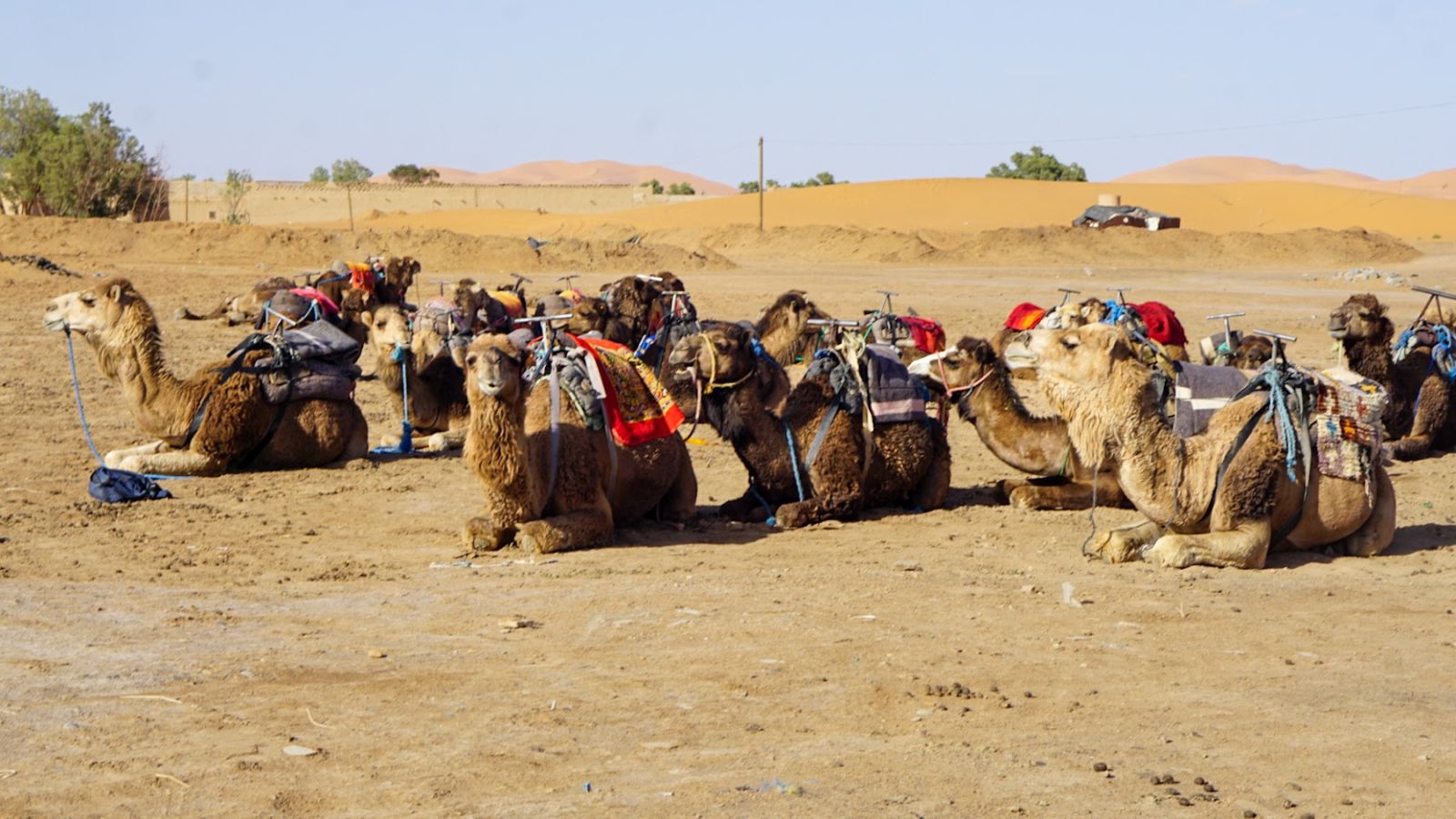 Camellos descansando antes del paseo por Erg Chebbi