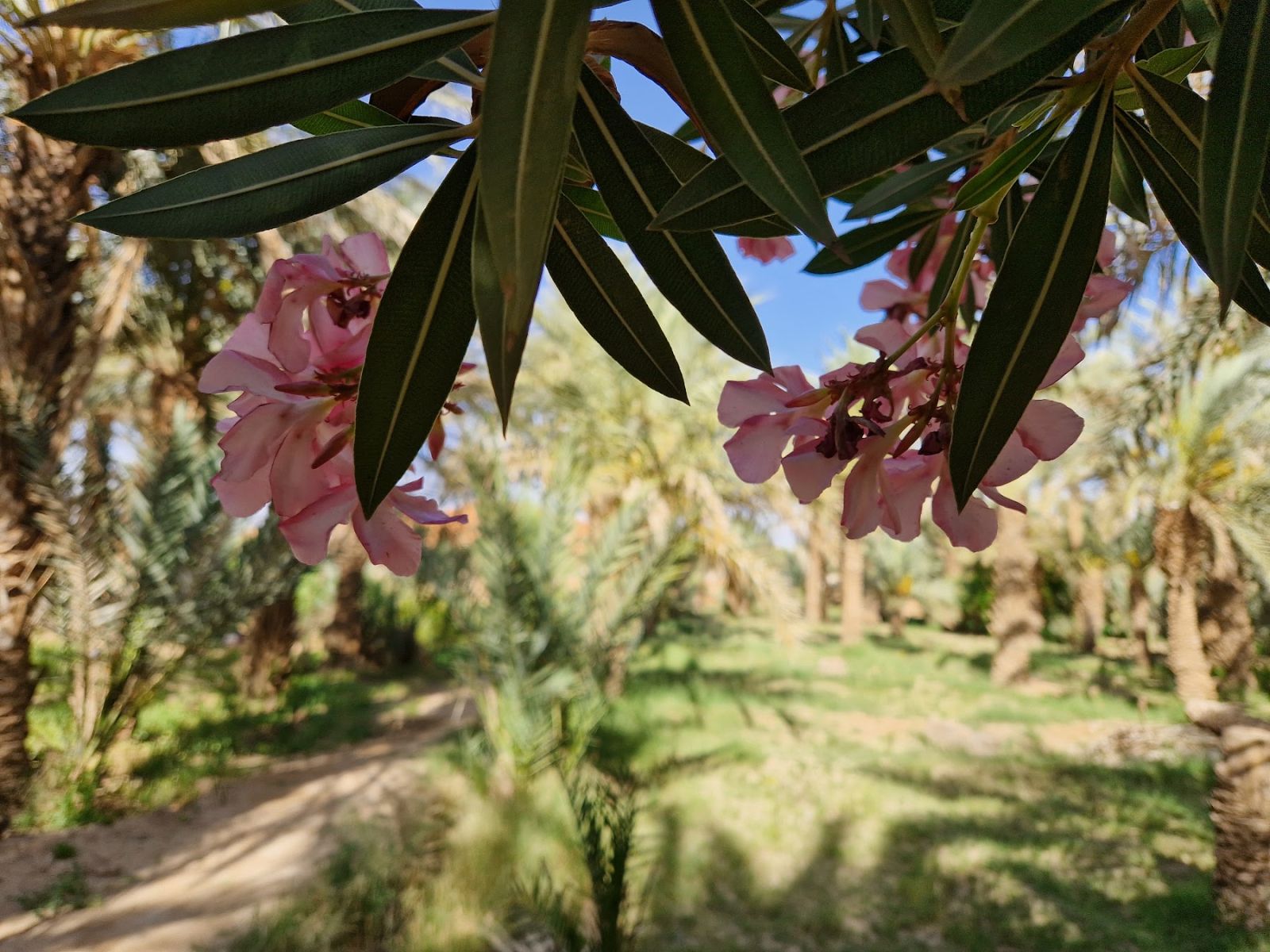 Adelfas y palmeras en un oasis del desierto