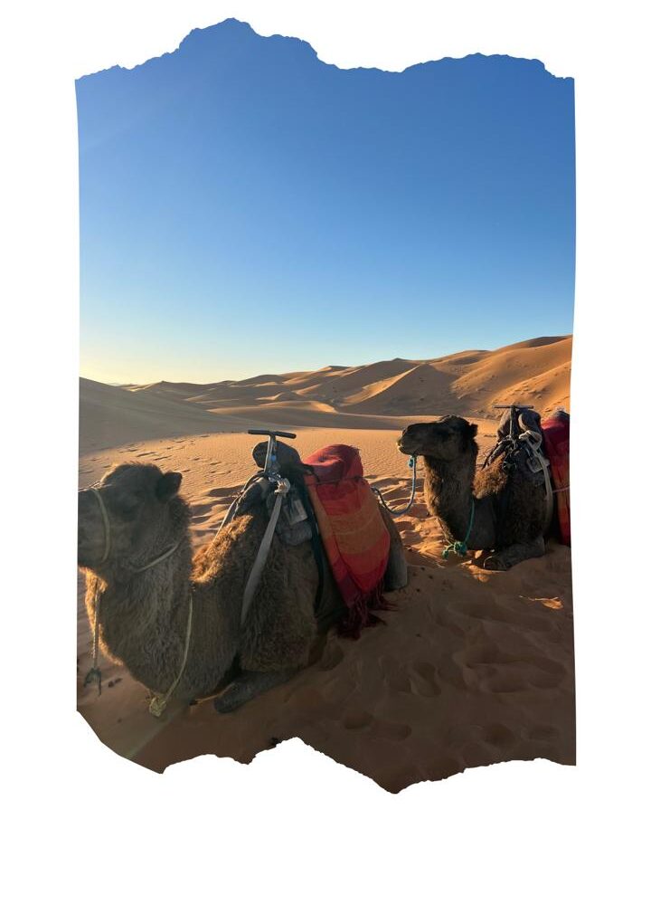camel trekking in Erg Chebbi on Fes to Marrakech desert tour